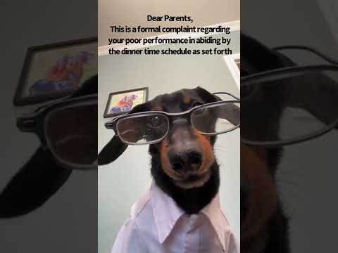 Disgruntled dachshund