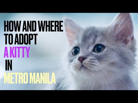 How and Where to Adopt A Cat in Metro Manila