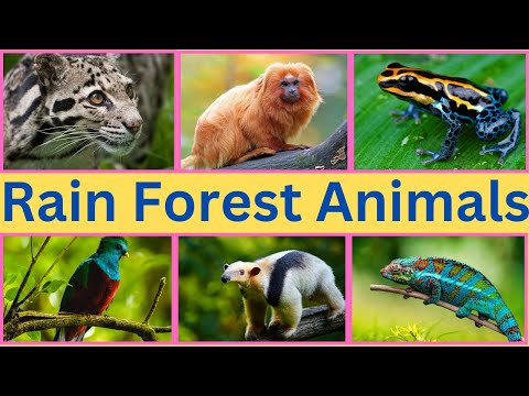 Rainforest Animals  | Amazon Rainforest Animals