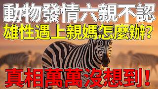 🤯😱動物發情期遇到親媽怎麼辦？六親不認還是有心避開？看完漲知識了！🔍🧠🧬#科普 #科普頻道 #動物世界 #奇妙大自然 #硬核科普#動物奇觀 #冷知識#自然法則#科學普及 #生