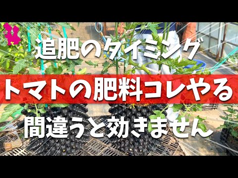 トマトを強化するにはどうすればよいですか？天然肥料であるイラクサ肥料の恩恵をお楽しみください。  庭園