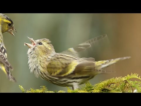 Siskin Courtship Feeding