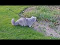 Británico de Pelo Largo - Excited British Longhair cat for the first time outside 