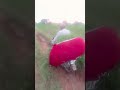 JAMIDAR TERA HAL DEKH MERA KALJA DHADK