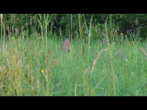 Tronari (drumul - frumos)