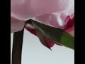 Peony & Blush Suede Cologne video image 0