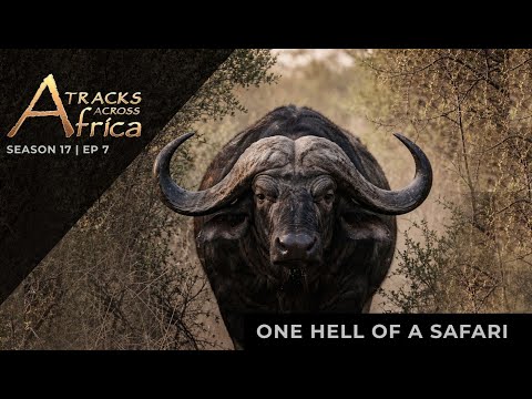 One Hell of A Safari | TAA Season 17 Episode 7