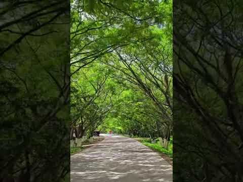 #Bello paisaje es el túnel de Guanacaste se encuentra en Jesús de otoro #intibucá#Honduras