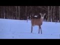 Deer Hunting:  Doe with a slug gun