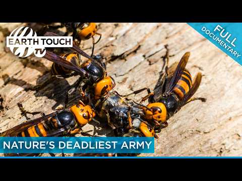 Killer Hornets: Japan's Most Dangerous Insect | Full Documentary