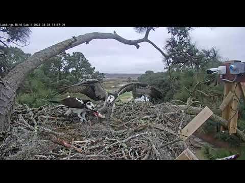 Male Osprey Delivers Monster Fish to Mate at Savannah Nest – March 3, 2021