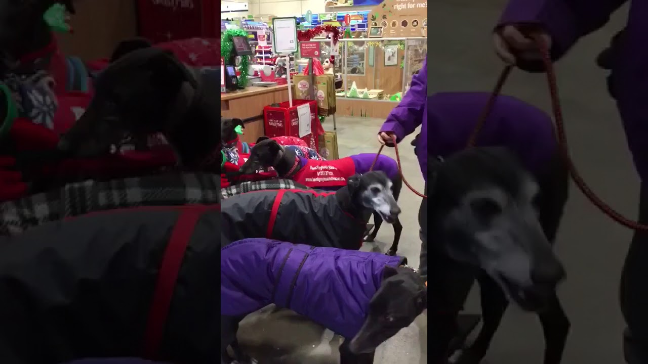 Greyhounds @ Pets @ Home
