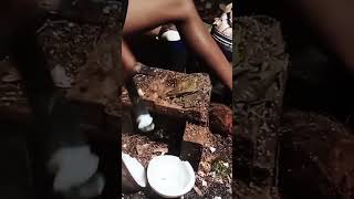 Download lagu Cara Super Cungkil Daging Kelapa/Kopra 🥥 #petani #kelapa #kopra #coconut #farming #shorts #fyp mp3