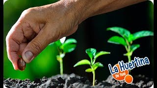 CALENDARIO DE SIEMBRA Que SEMBRAR Y PLANTAR A Finales De Invierno O Primavera || Cultivar