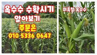 괴산 찰옥수수 미흑찰 수확시기 언제쯤 구입 방법은? [옥수수재배방법]