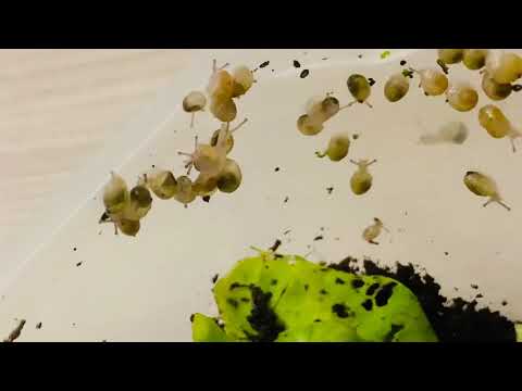 Allevamento domestico chiocciole