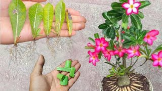Best Natural Rooting Hormone| How to Grow Adenium Plant From Leaves, Aloe Vera