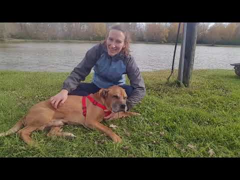 Pistol, an adopted Mastiff Mix in Normal, IL_image-1