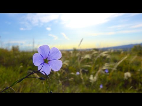 12 Hours of Relaxing Music - Sleep Music, Piano Music for Stress Relief, Sleeping Music (Sophia)