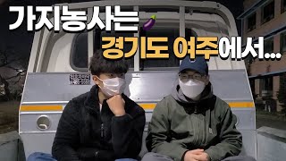 가지 안먹는데 가지 농사 짓는 이유