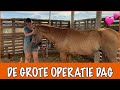 De operaties van Capricio, Star, Steff en Soef | DierenpraatTV
