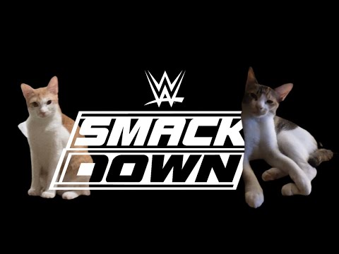 Rayne vs Sun | Who Will Win? | Cats Fighting & Playing