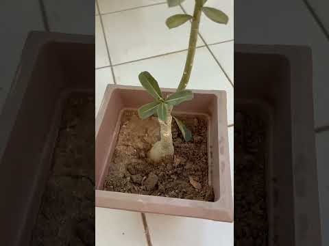 fawra palant viral video for you page #flowers #funnyvideos #funnyvideos