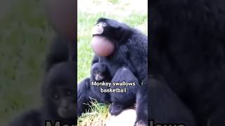 Monkey Swallows Basketball 🏀 #shorts