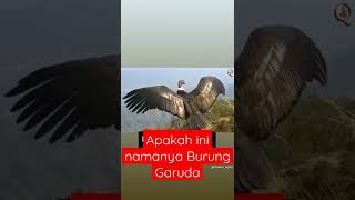 Download lagu Penampakan Burung Garuda, yang Sudah Punah, Apakah ini Burung Garuda? mp3