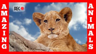 ANIMAIS COMO VOC NUNCA VIU ANTES - Amazing Animals