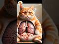 Cigarette Smoking Leads To Cat Lungs Cancer 🦀#meowoption #cat #catlover #shorts #trending