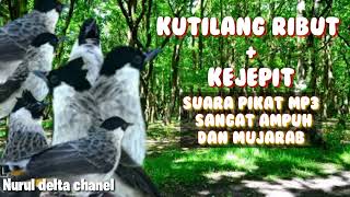 Download lagu Suara kutilang ribut   kejepit. mp3