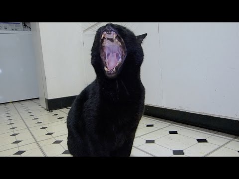 Epic Cat Yawn