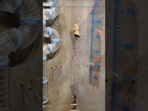 Misión Sabotaje #viralvideo #shorts #viralshorts