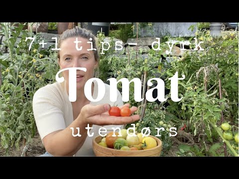 , title : '7+1 tips til å lykkes med tomater utendørs'
