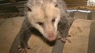 Opossum Live Action! | Call of the Wildman