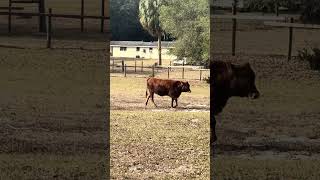 The girls are on the move #farming #farmlife #cow #shorts