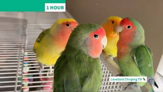 Download lagu 1 HOUR Lovebird Life 🦜 | Happy Lovebird Chirping | Companion TV for Pet Birds mp3 Download lagu 1 HOUR Lovebird Life 🦜 | Happy Lovebird Chirping | Companion TV for Pet Birds mp3