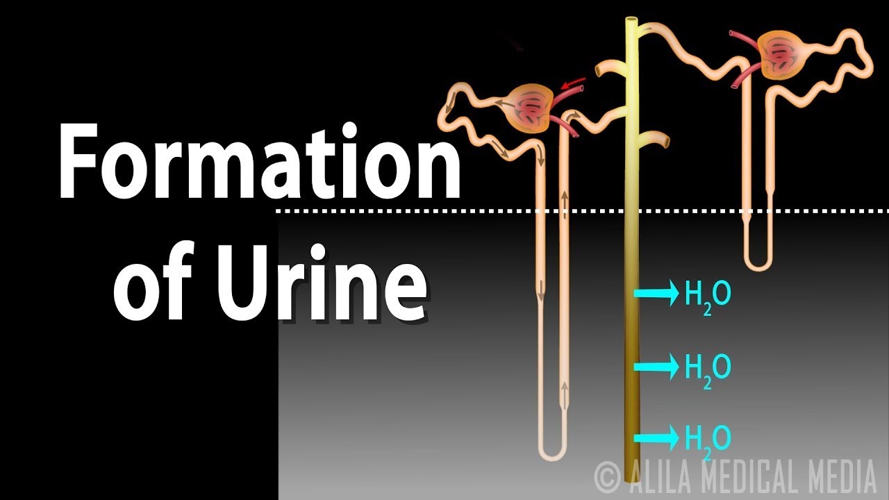 Formation of Urine - Nephron Function, Animation.