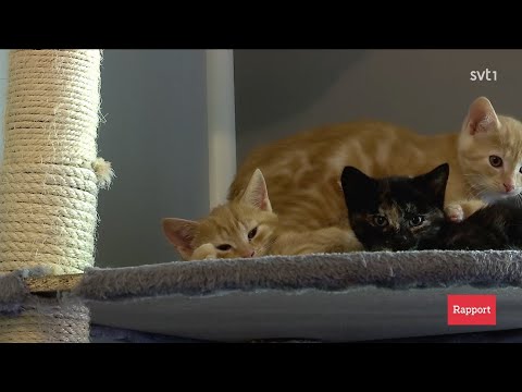 Rapport. 06.09.2021 19:30