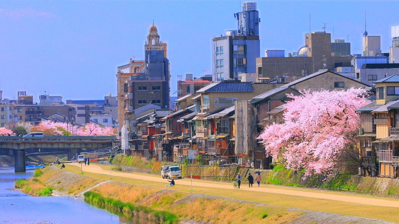 4K映像 桜の名所「京都 鴨川の桜　三条大橋　四条大橋　河原町　先斗町　花の回廊」cherry blossom Kyoto Japan 美しい四季 春 4月上旬 お花見 絶景自然風景 8K撮影