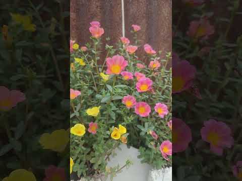 🌱🍀☘️🌿🌹🥰🥰🌹🌿☘️🍀🌱 #vlog #modhupur #love #palestinian