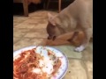Dog Choking On Spaghetti Vine Zayn