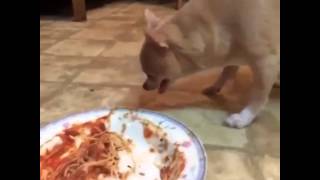 Dinner with Zayn Malik | Vine