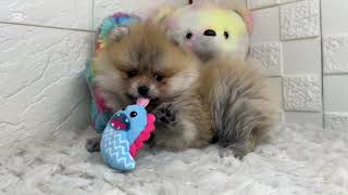 ポメラニアンの動画01