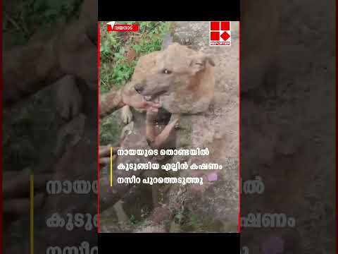 #The dog came to thank Nasira Thatha, who had never touched a dog before❤️ #Humanity