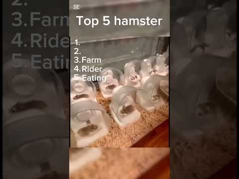 Top 5 hamster #content #funny #usa #memes #ai #fypyoutube #foryoupageshorts #foryou #fypシ゚viral