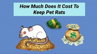 How Much Do Pet Rats Cost?