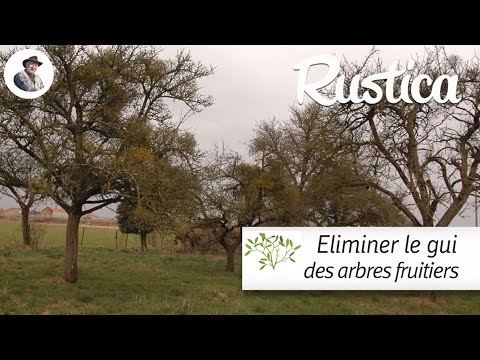 comment traiter les arbres fruitiers au printemps