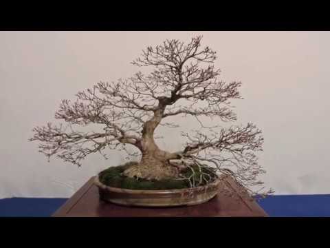 The Trophy Bonsai Show 2020 Belgium